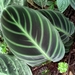 Calathea: Herkunft und Verwendung — foto 1