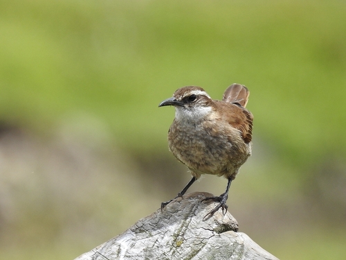 Stout-billed Cinclodes (Cinclodes excelsior), photo 9