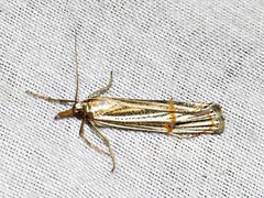 Aurotalis nigrisquamalis