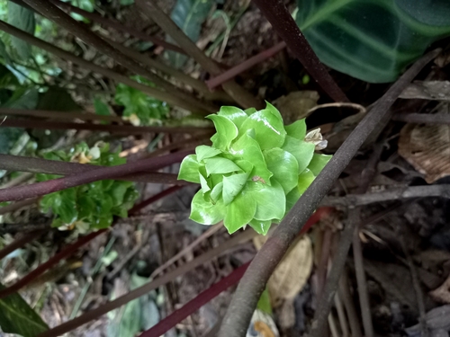 Goeppertia ecuadoriana, photograph 1