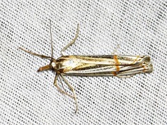 Aurotalis nigrisquamalis