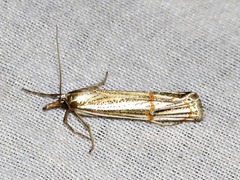 Aurotalis nigrisquamalis