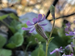 Silene obtusifolia
