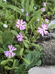 Silene obtusifolia