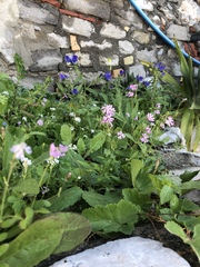 Silene obtusifolia