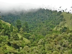 Ceroxylon quindiuense