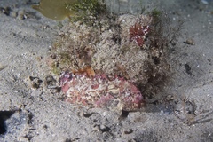 Aploactisoma milesii