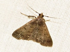 Nodaria nodosalis