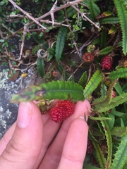 Rubus parvus