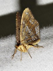 Chiasmia confuscata