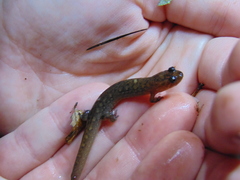 Desmognathus brimleyorum