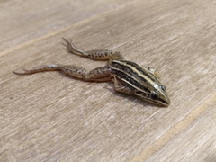 Leptodactylus gracilis