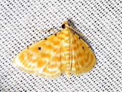Notarcha quaternalis