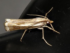 Ancylolomia simplella