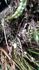 Utricularia jamesoniana