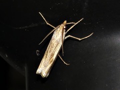 Ancylolomia simplella
