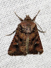 Tycomarptes inferior