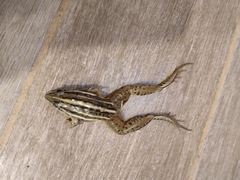 Leptodactylus gracilis