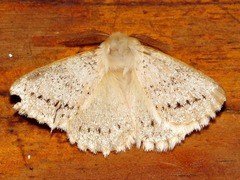 Phiala