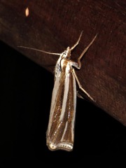 Ancylolomia prepiella