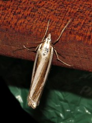 Ancylolomia prepiella