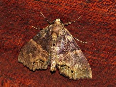 Rhynchodontodes antistropha