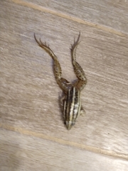 Leptodactylus gracilis