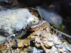 Desmognathus brimleyorum