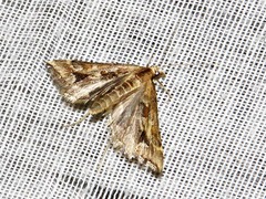 Diasemia disjectalis