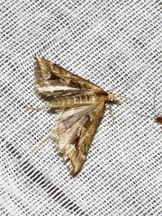 Diasemia disjectalis