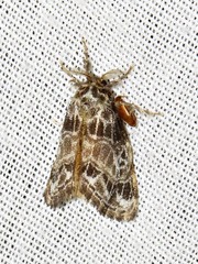 Paraproctis chionopeza