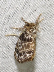 Paraproctis chionopeza