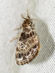 Paraproctis chionopeza