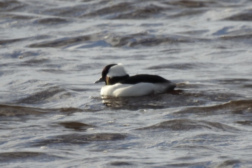 Bufflehead photographed in Delaware