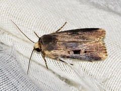 Effractilis effracta