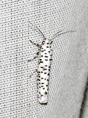 Yponomeuta strigillatus