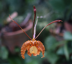 Psychopsis