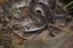Pituophis melanoleucus image