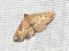 Cerynea thermesialis