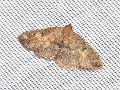 Cerynea thermesialis