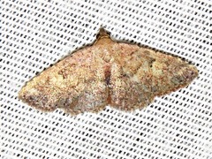 Cerynea thermesialis