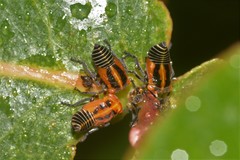 Eurymeloides bicincta