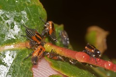 Eurymeloides bicincta