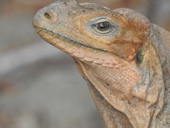Cyclura cornuta
