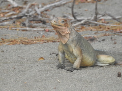 Cyclura cornuta