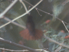 Chrysolampis mosquitus
