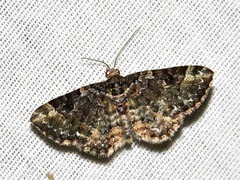Melanthia ustiplaga