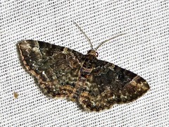 Melanthia ustiplaga