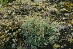 Artemisia glomerata