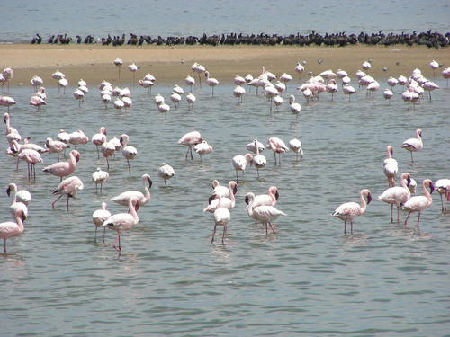 Lesser Flamingo (Phoeniconaias minor), photo 9